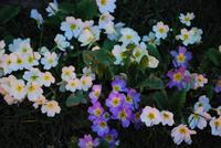 Primeln im Morgengrauen