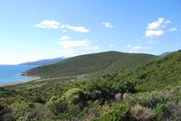 Die Macchia am Cap Corse