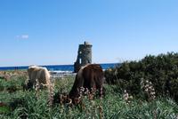 Kühe am Turm Santa Lucia