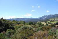 Macchia und Weide am Cap Corse