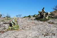 Kakteen Desert des Agriates