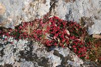 Moos in die Agriates