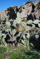 Kakteen Desert des Agriates