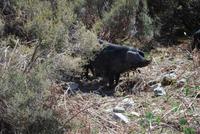 Hausschweine Alta Rocca