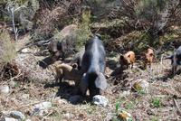 Hausschweine Alta Rocca