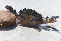 Krebs am Strand von Porto Vecchio