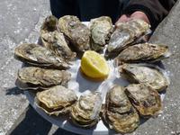 Austernverkostung in Cancale