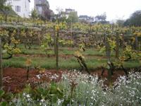Montmartre, der letzte Weinberg von Paris