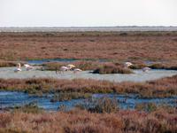 Camargue mit Flamingos