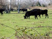 Stiere in der Camargue