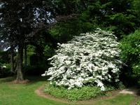 Dienstag, 26.5.2015 Cambremer, Jardins du Pays d'Auge