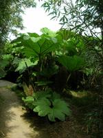 Donnerstag, 28.5.2015 Chateau de Vauville, Botanischer Garten