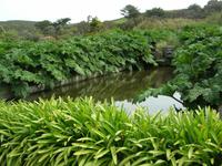 Donnerstag, 28.5.2015 Chateau de Vauville, Botanischer Garten