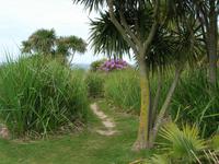 Donnerstag, 28.5.2015 Chateau de Vauville, Botanischer Garten