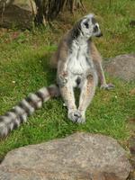 Donnerstag, 28.5.2015 Camprépus, Parc Paysager et Zoologique