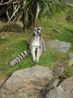 Donnerstag, 28.5.2015 Camprépus, Parc Paysager et Zoologique