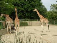 Donnerstag, 28.5.2015 Camprépus, Parc Paysager et Zoologique