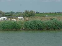 Camargue