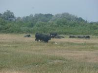 Camargue