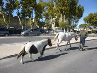 Aigues Mortes 