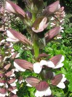 Akanthus