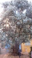 Alter Olivenbaum Frejus