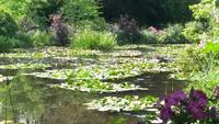 Am Seerosenteich