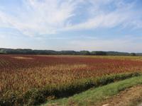 Am Wegesrand