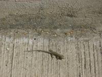 Arles Eidechse