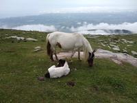 Auf dem Berg La Rhune 