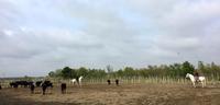 Ausflug in die Camargue