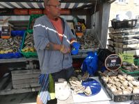 Bei der Austernverkostung in Cancale