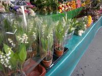 Blumen und Pflanzen