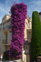 Blumenpracht