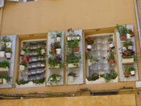 Blumenschmuck, Aix