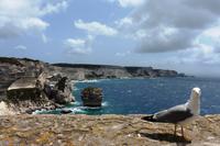 Bonifacio