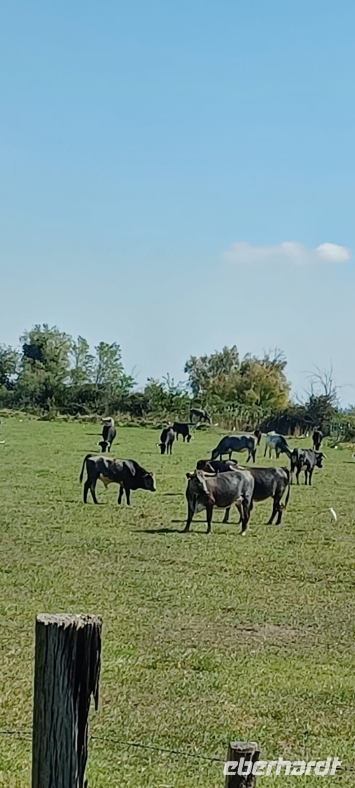 Camargue -Stierherde -sie werden für den unblutigen Stierkampf verwendet