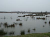 Camargue -bei Regen 