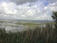 Camargue 