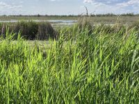 Camargue 