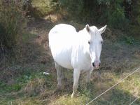 Camargue Pferde