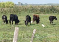 Camargue Stiere