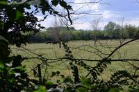 Camargue, Stiere