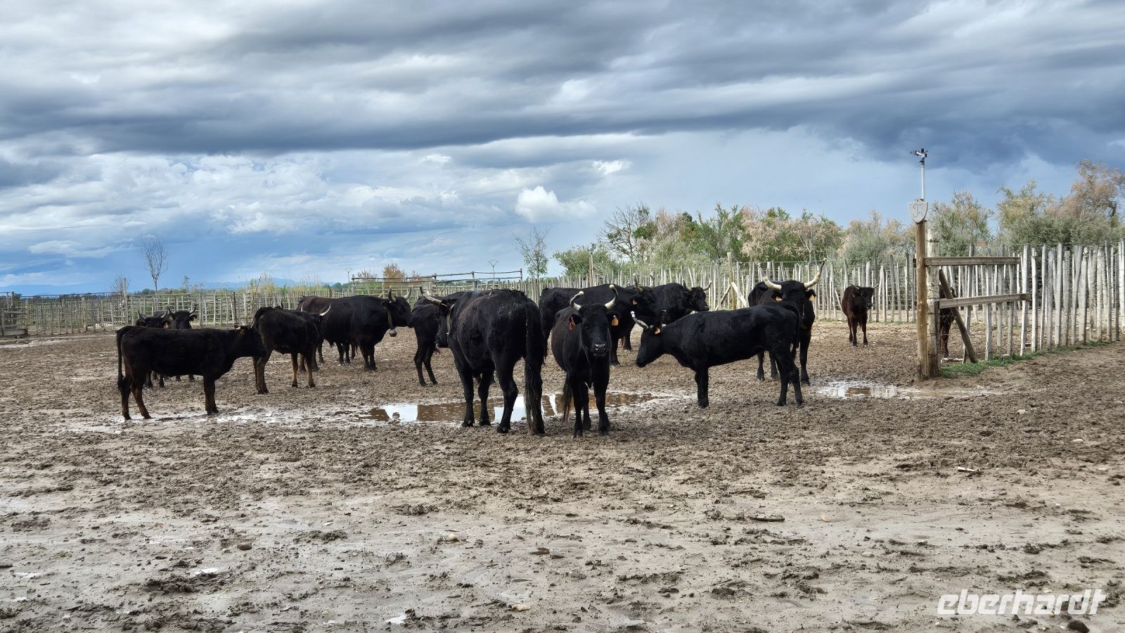 Camargue: Manade