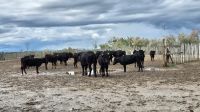 Camargue: Manade