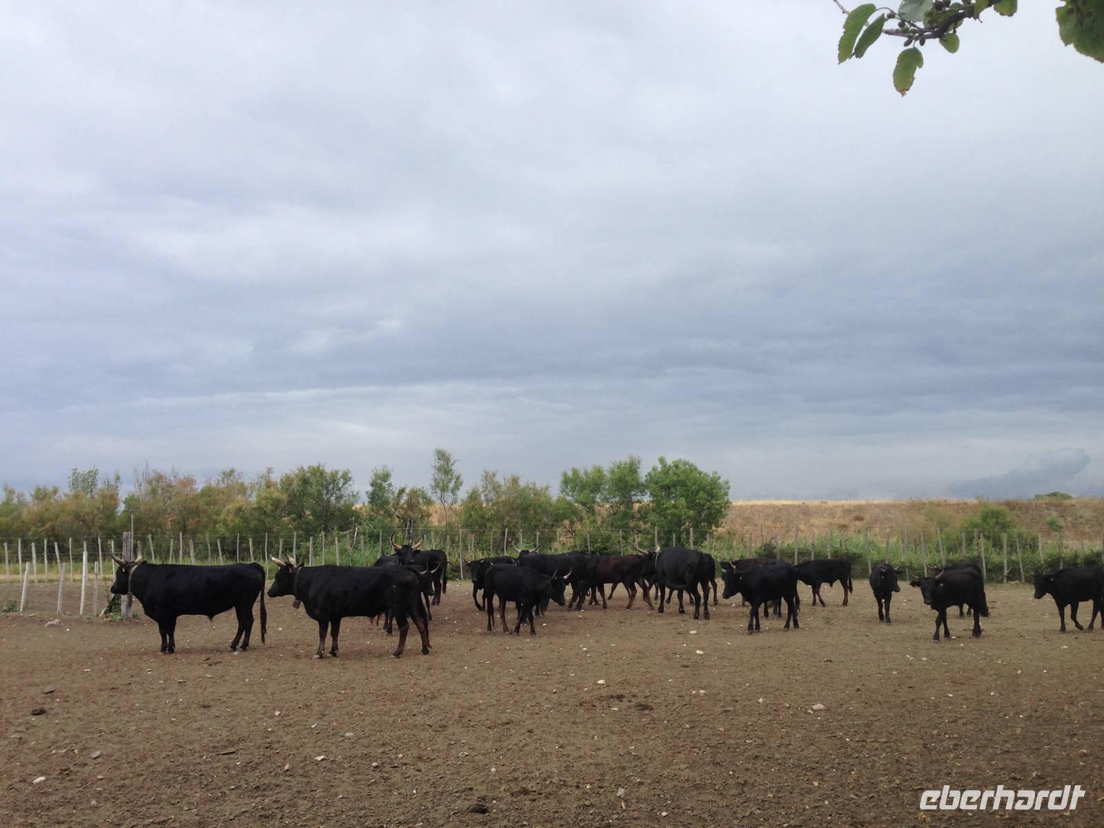 Camargue-Stiere
