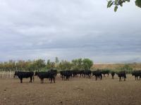 Camargue-Stiere