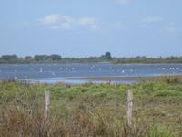 Camargue. Etang des Vaccares