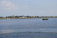 Camargue
