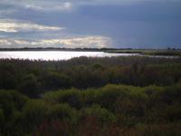 Camargue